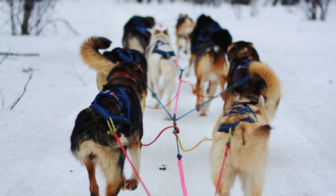 Slee honden wintersport