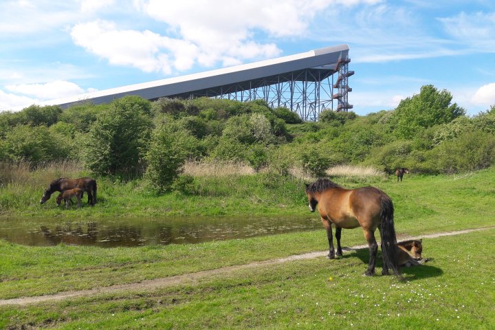 Zoetermeer zon gras paard buiten