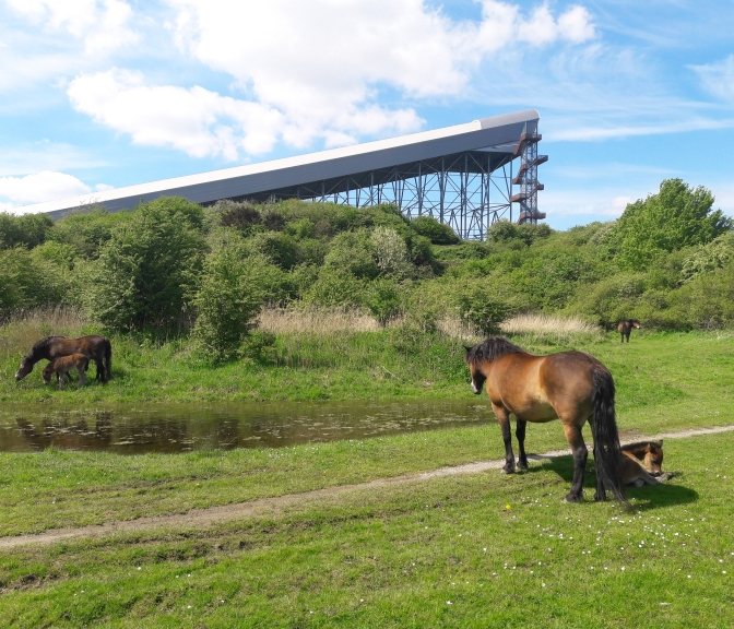Zoetermeer zon gras paard buiten
